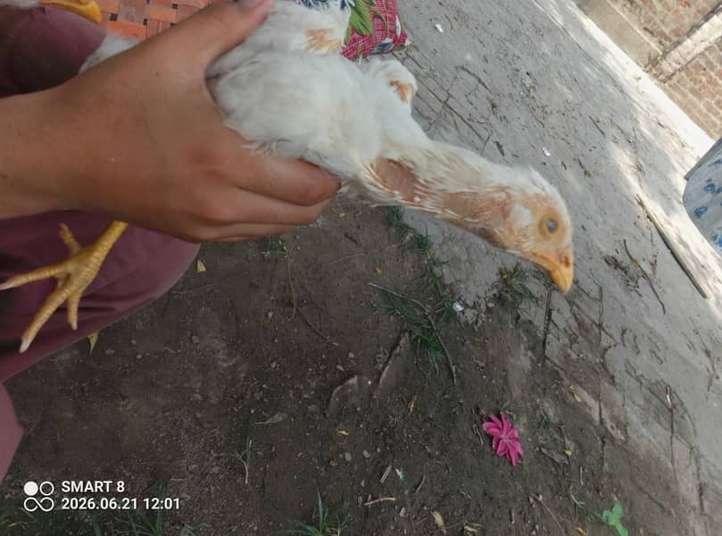 پیلی نوک نلی کھلا جوڑ مرغا ہیرا اور مرغی چینی 10