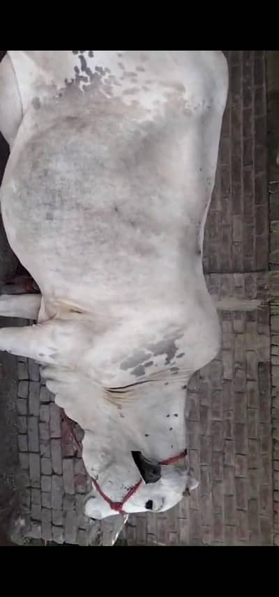 Big Grey Cholistani Cow with Male Cheeni Wacha