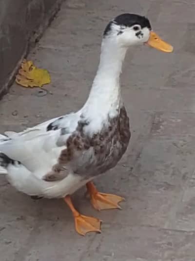 Duck healthy & active Desi
