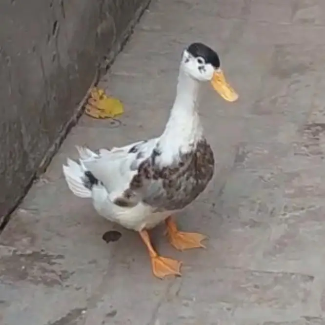 Duck healthy & active Desi — photo 2