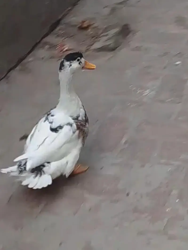 Duck healthy & active Desi — photo 3