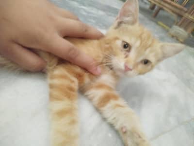 pair of two little Persian kittens