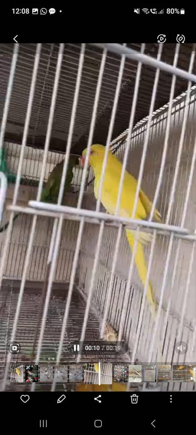breeder plus taking on mood female