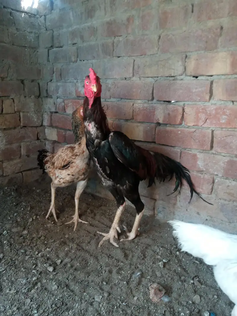 Shamu aseel for sale
