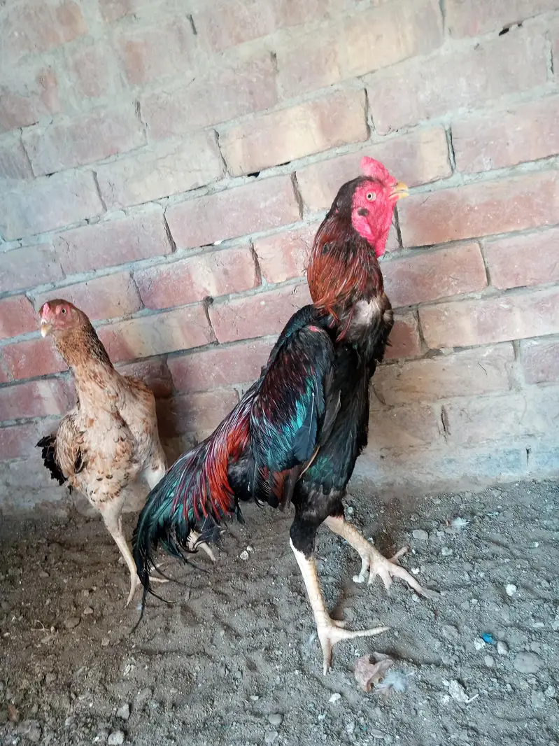 Shamu aseel for sale — photo 3