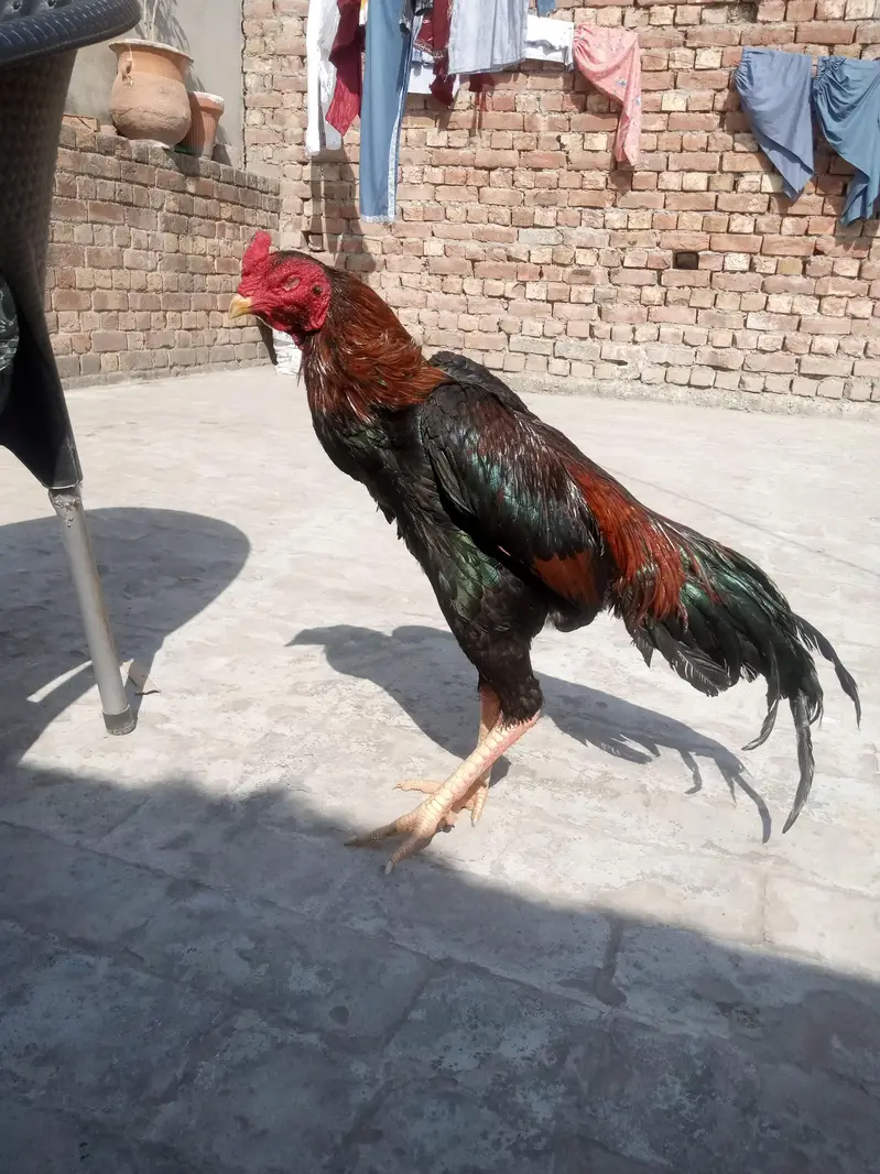 Shamu aseel for sale — photo 4
