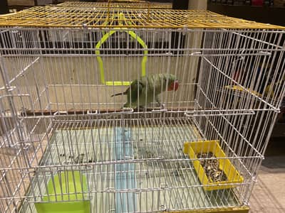 Raw Parrort Tota huge size with cage for Sale