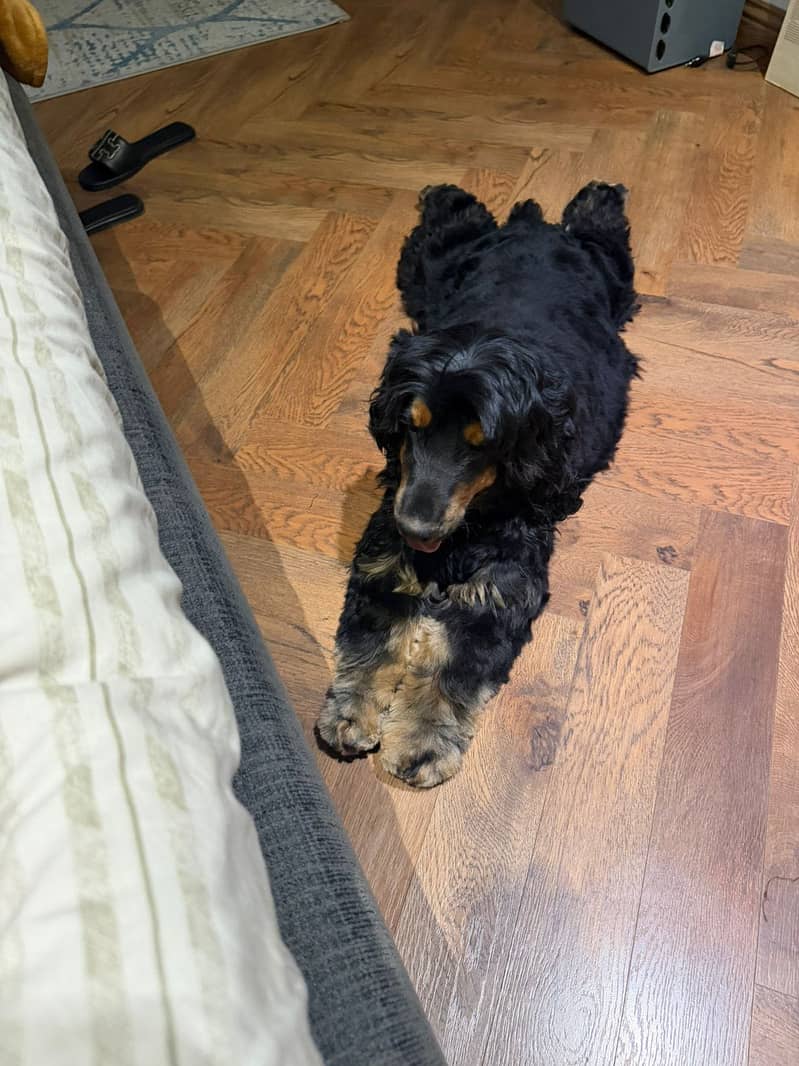 Imported cocker spaniel 0