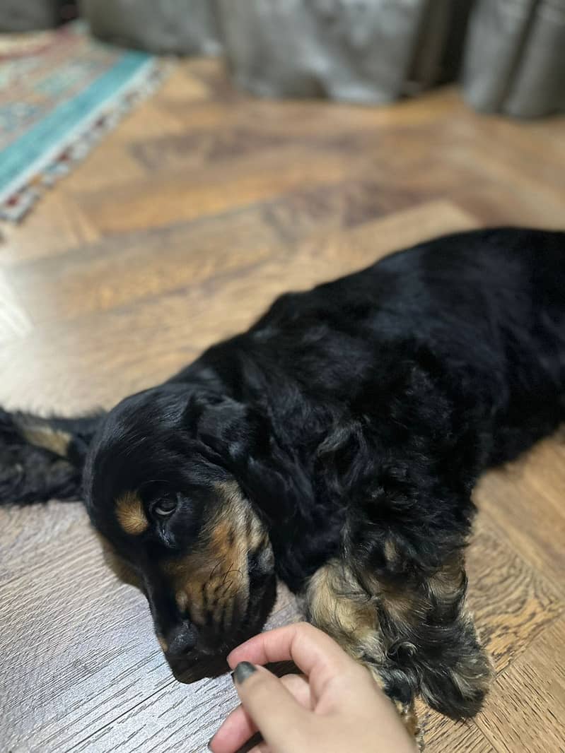 Imported cocker spaniel 1