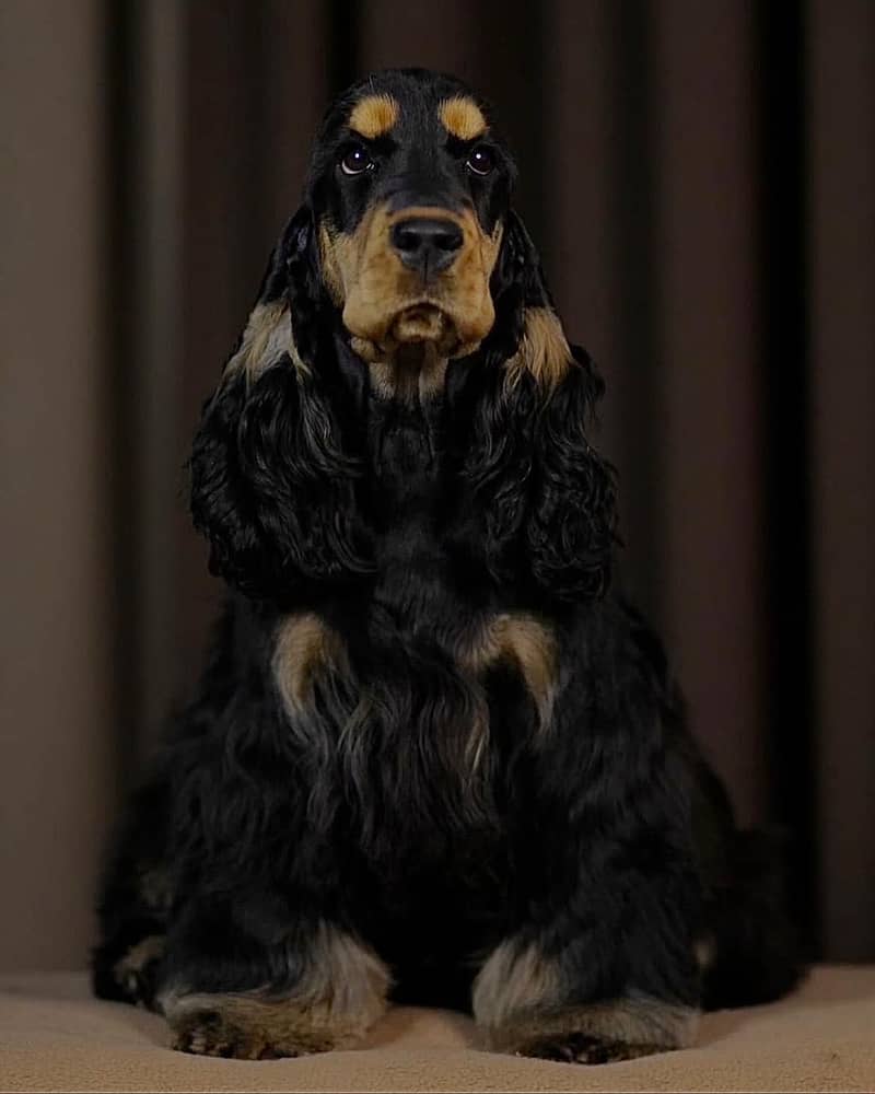 Imported cocker spaniel 2