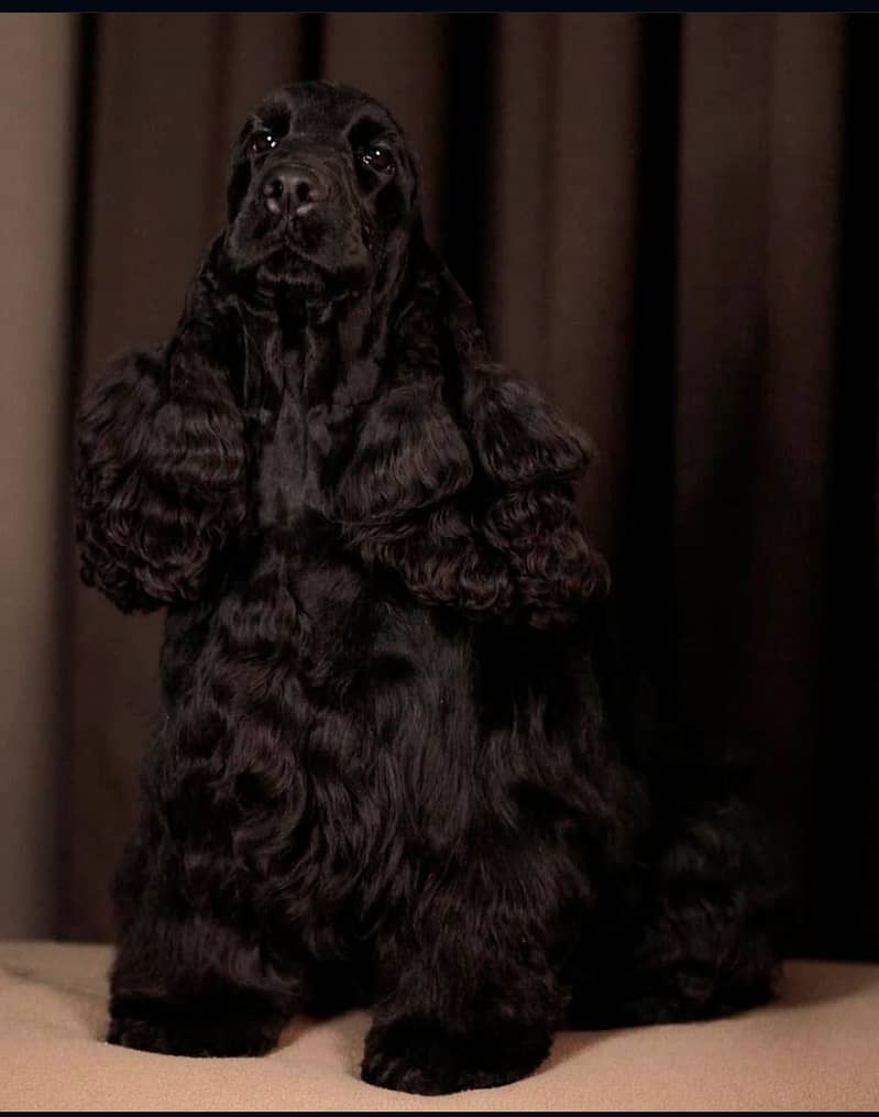 Imported cocker spaniel 3
