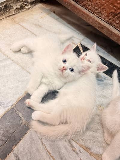 persian kittens triple coated