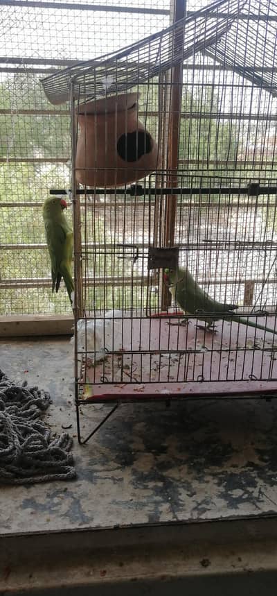 ringneck parrot pair