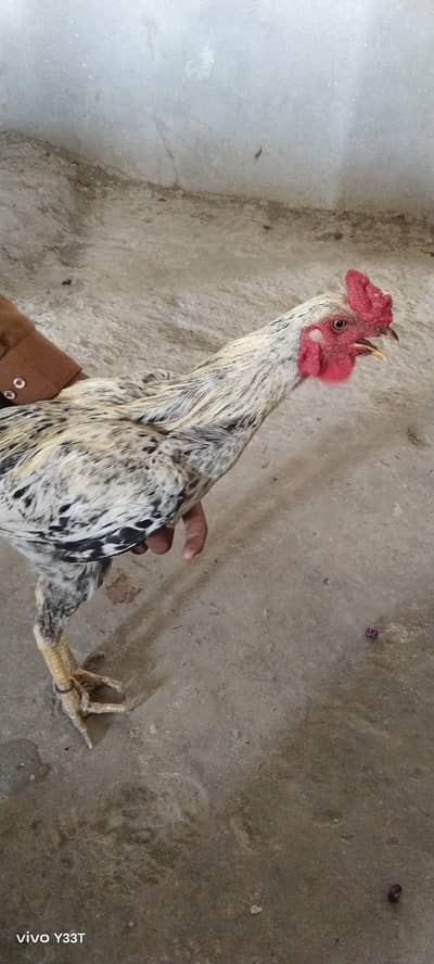 aseel mishri cross breed