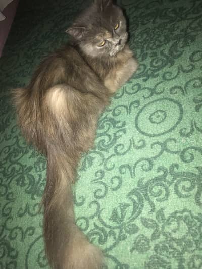 Beautiful Persian Cat Black,Greyish,Cream color- Active & Healthy