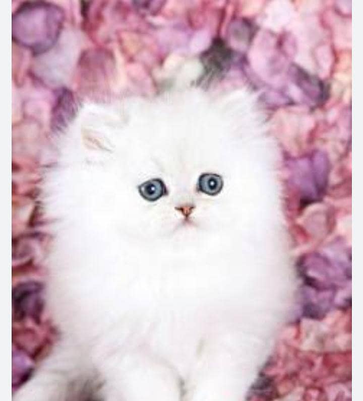 cat persian 0