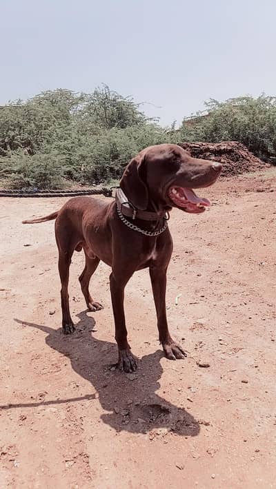 pointer dog 13 month