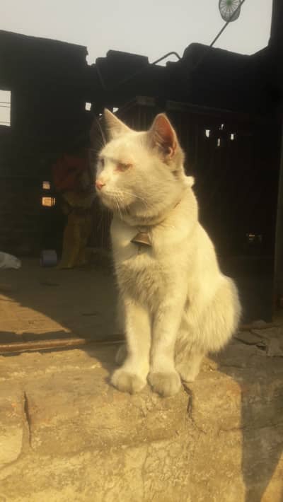 Missing/Gumshuda Cats - Urgent Help Required