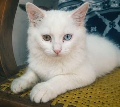 Persian kittens