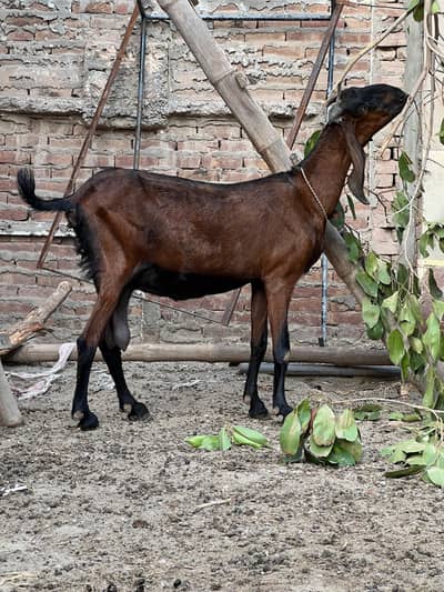 nagri pregnant bakri 0323-9606475