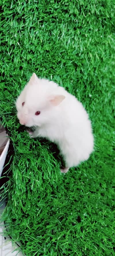 American Syrian hamster