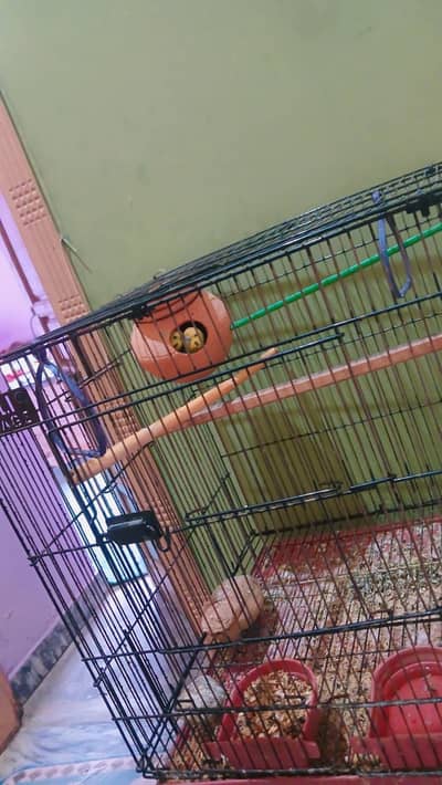 Young pair ready for eggs with cage