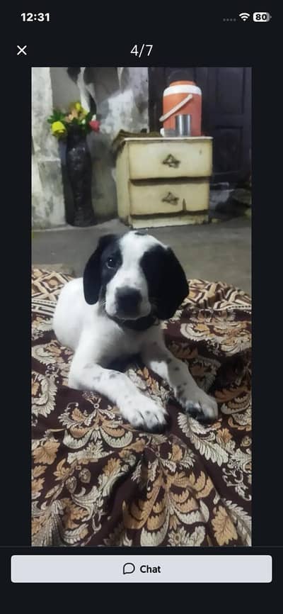 English pointer 5 months for sale