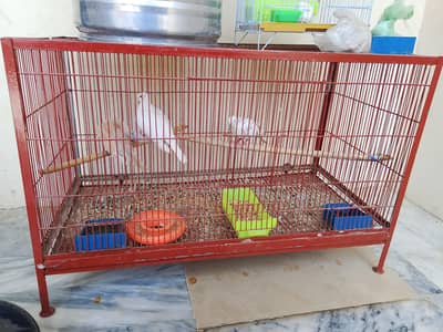 one breeder pair khumra and one chicks and cage for sale