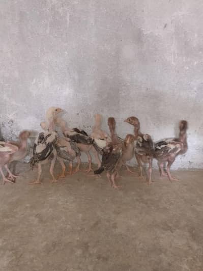Turkish Hint Aseel chicks 