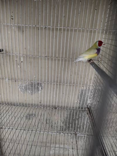 goldian finch