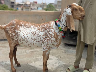 Gabban bakri