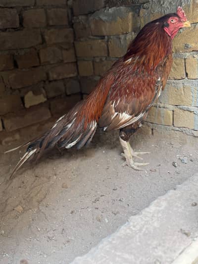 Quality Aseel Eggs Available. . 03058914115
