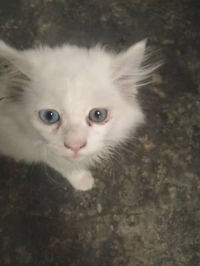 persian cat