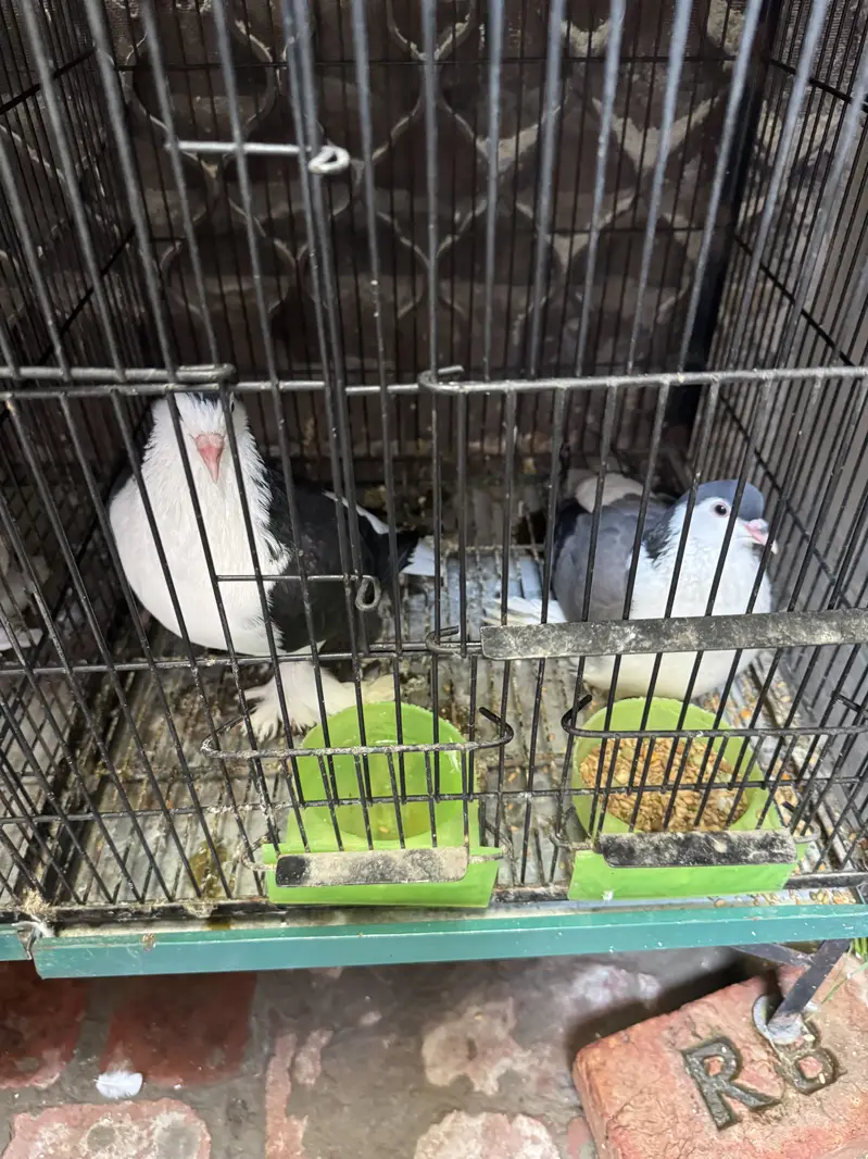 lahori sherazi pair — photo 2