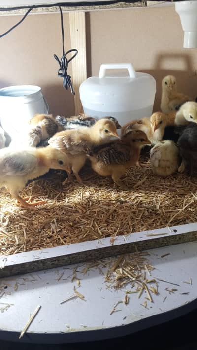 Wholesale Rate Rs200 per Chick Final