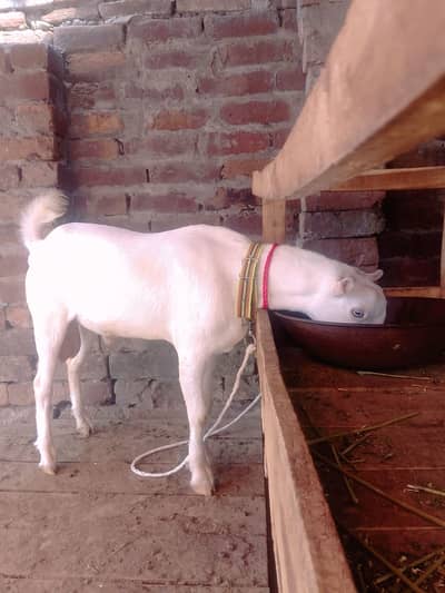 Gulabi Teda Male# 03274116585