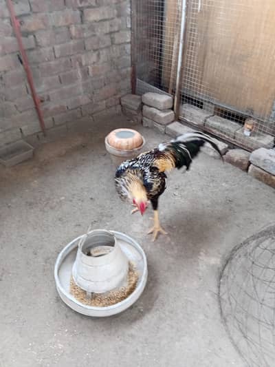 Aseel for sale