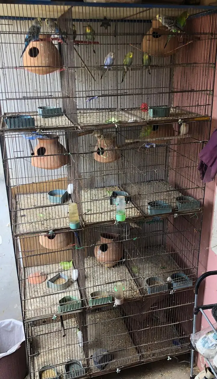 PARROTS BIG CAGE FOR SALE
