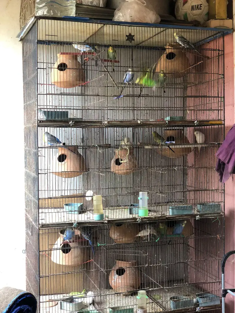 PARROTS BIG CAGE FOR SALE — photo 2