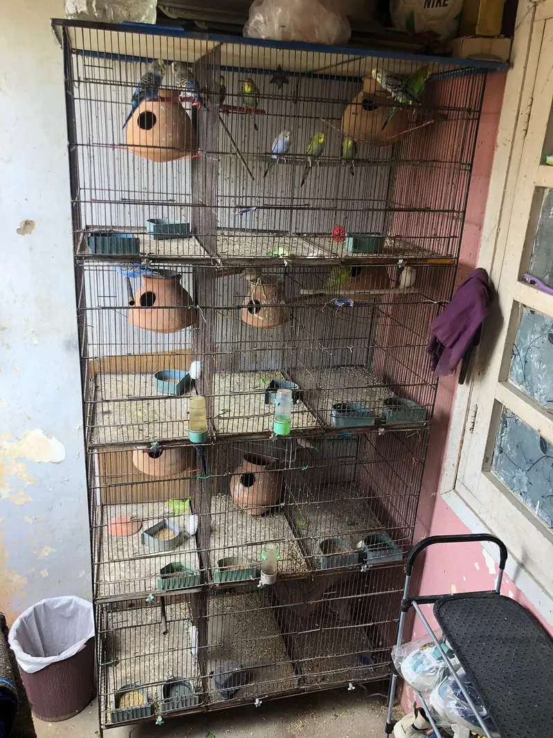 PARROTS BIG CAGE FOR SALE — photo 3