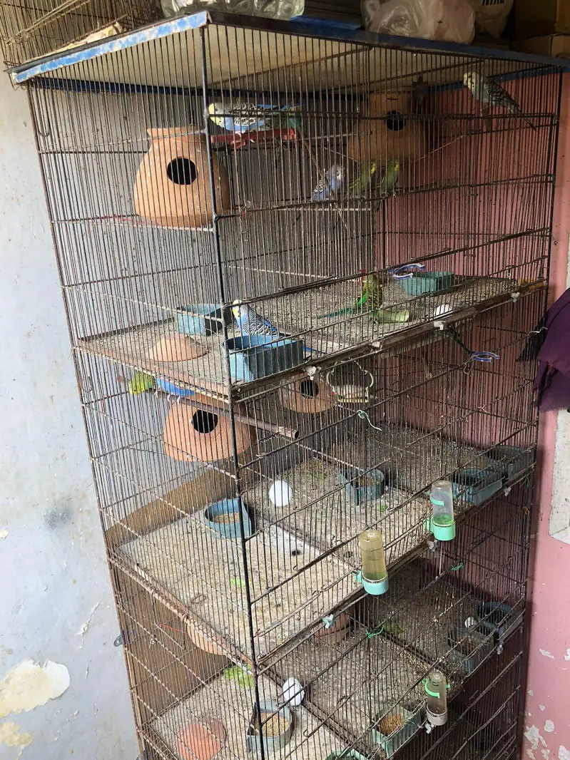 PARROTS BIG CAGE FOR SALE — photo 5
