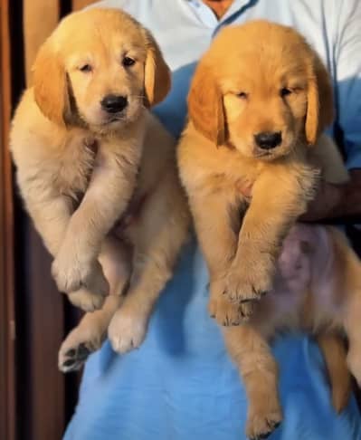 Golden retriever puppy | Pedigree Golden retriever male pupps |puppy