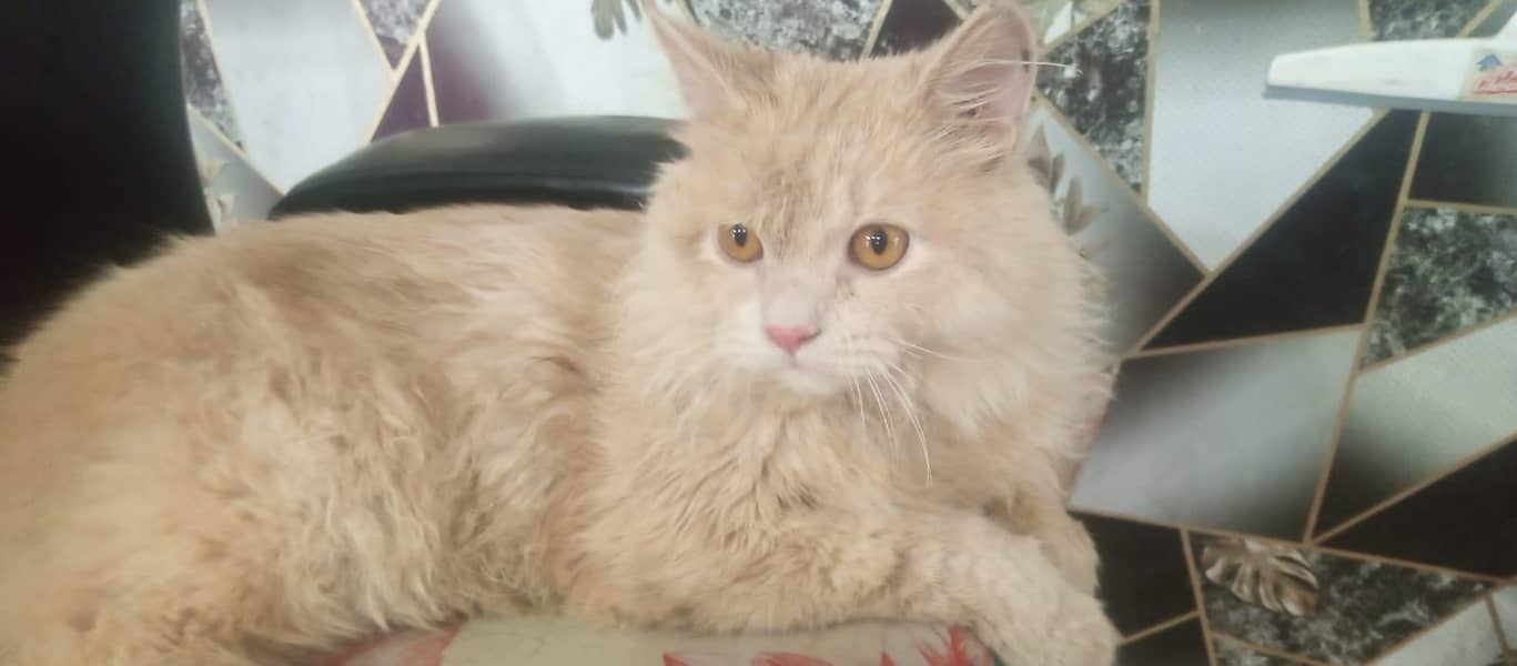 Persian Cat 0