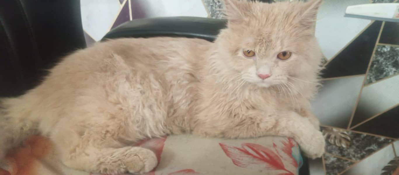 Persian Cat 1