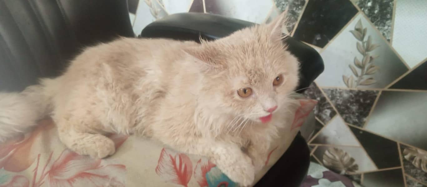 Persian Cat 2
