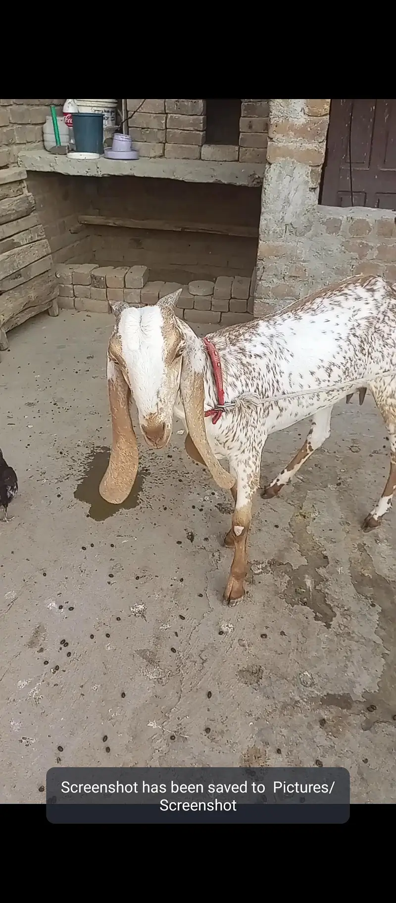 Makhi Cheni Goat — photo 2