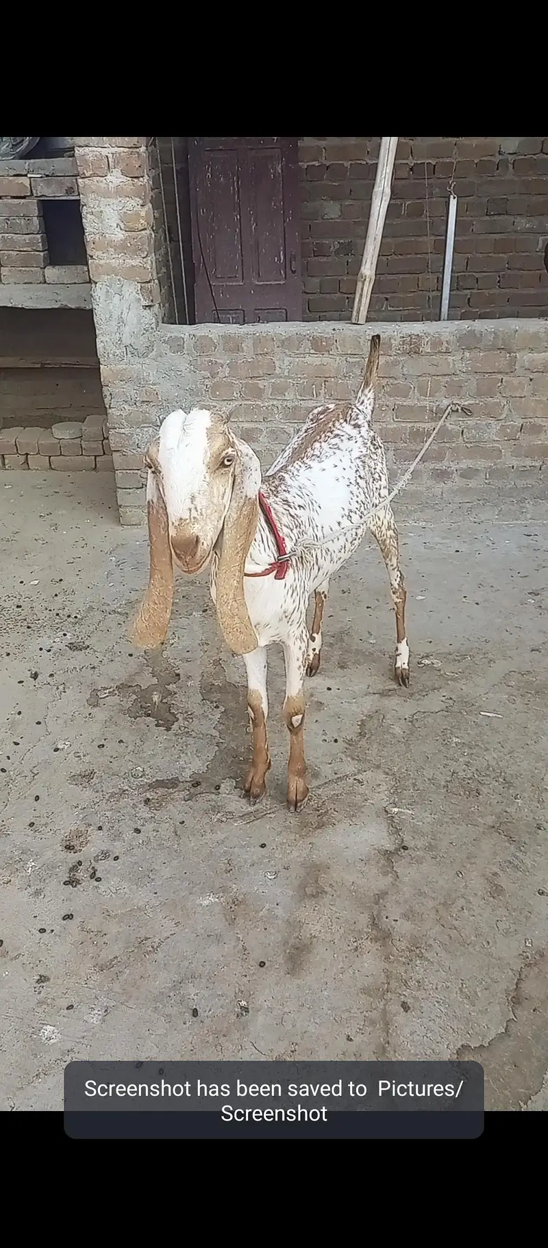 Makhi Cheni Goat