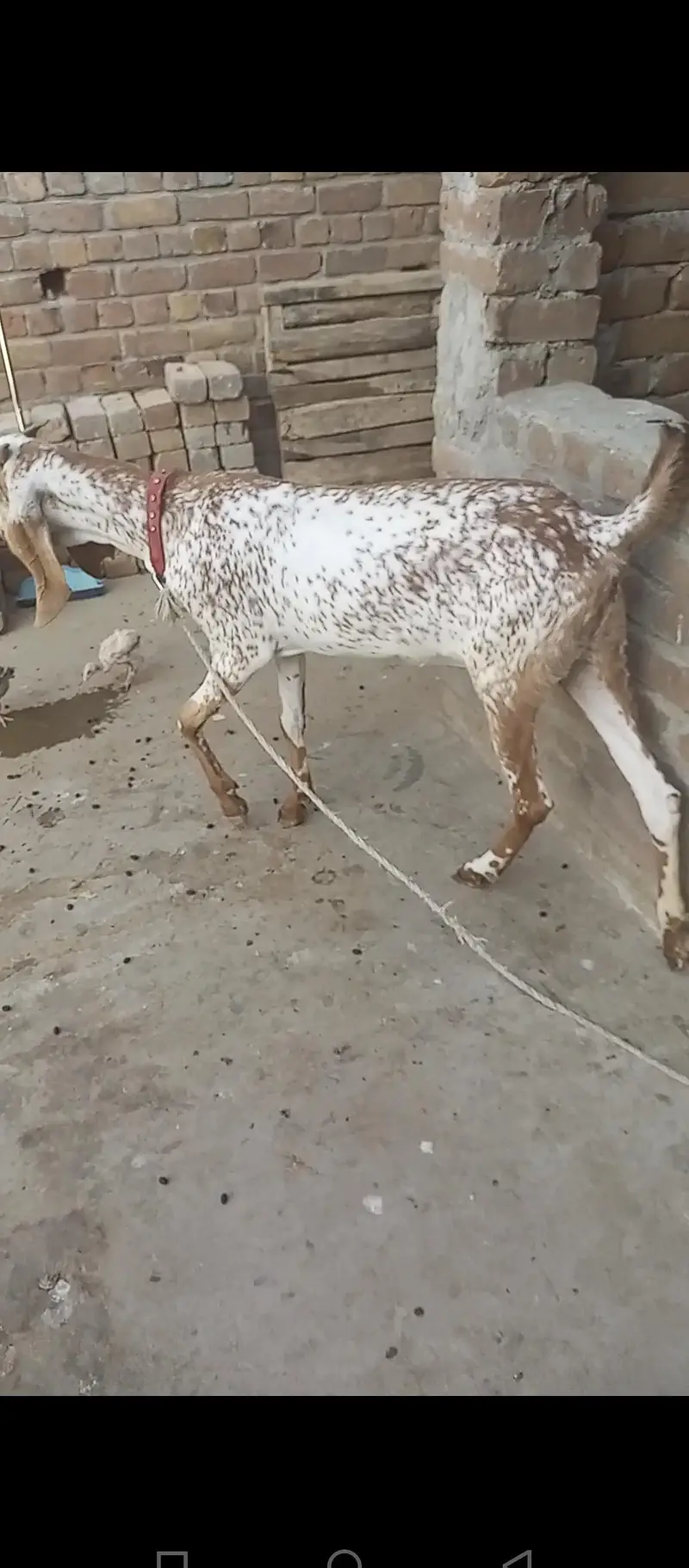 Makhi Cheni Goat — photo 3