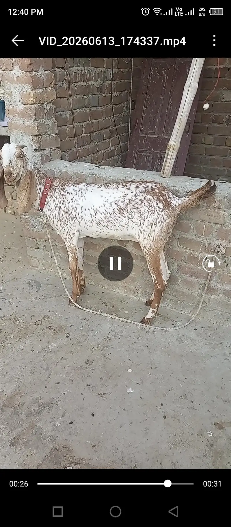 Makhi Cheni Goat — photo 4