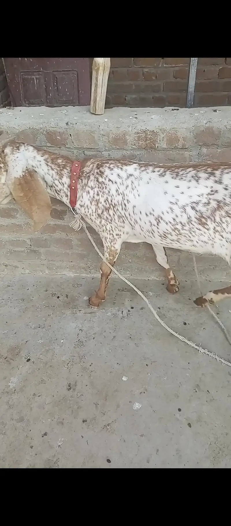 Makhi Cheni Goat — photo 5